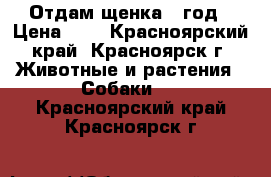 Отдам щенка 1 год › Цена ­ 1 - Красноярский край, Красноярск г. Животные и растения » Собаки   . Красноярский край,Красноярск г.